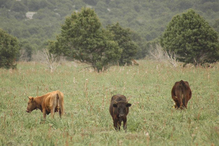 Campo Donnanigoro  6