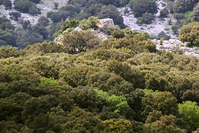 Nuraghe_Gorroppu_nella_fore